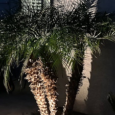 Low-voltage-landscape-accent-lighting-1 2