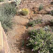 Professional-landscape-plant-drip-irrigation-installation-in-Cave-Creek-Az-1 16