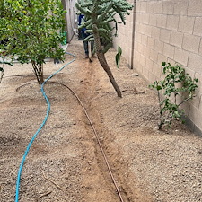 Professional-landscape-plant-drip-irrigation-installation-in-Cave-Creek-Az 3