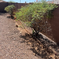 Professional-Plant-Drip-Irrigation-System-Installation-in-Anthem-AZ 0