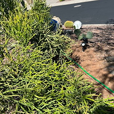 Professional-Plant-Drip-Irrigation-System-Installation-in-Anthem-AZ 1